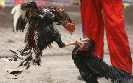 Ram, rooster fight at festival temple fair