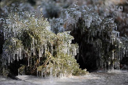 Frozen rain: beauty of disaster