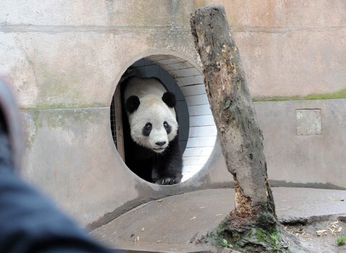 US-born panda Taishan meets public in Sichuan