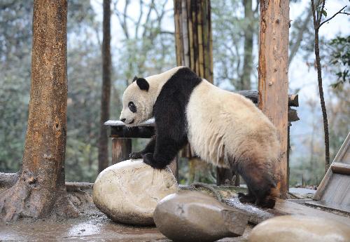 US-born panda Taishan meets public in Sichuan