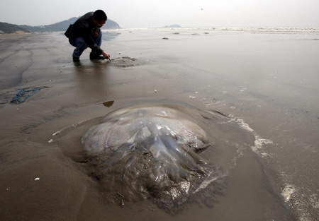 Thousands of jellyfish stranded on S China beach