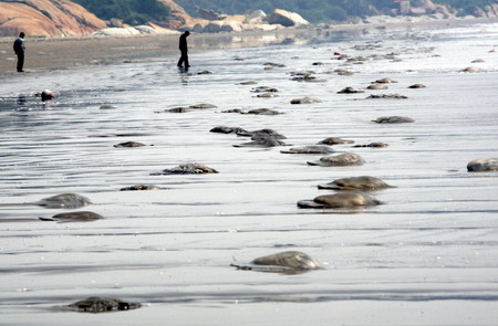 Thousands of jellyfish stranded on S China beach
