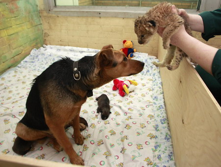 A lion cub finds a dog mother