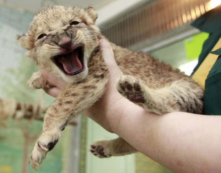 A lion cub finds a dog mother