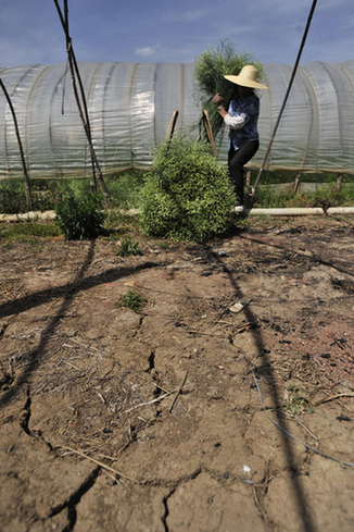 Flowers suffer from severe drought in Yunnan