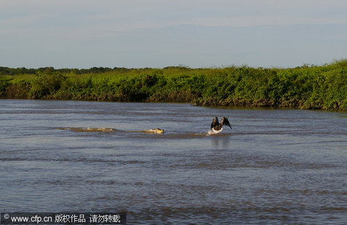 Fishing eagle becomes prey of crocodile