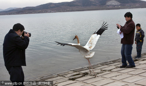 Rare birds released back to the wild