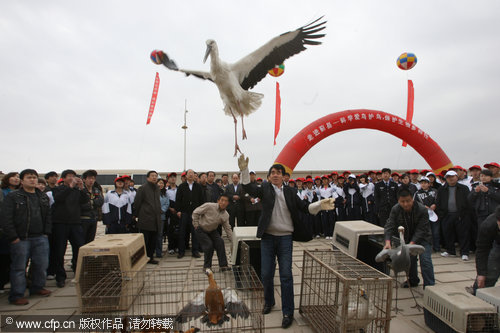 Rare birds released back to the wild