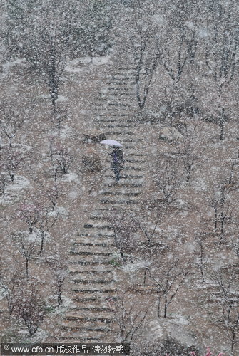 Shandong gets a coating of spring freeze