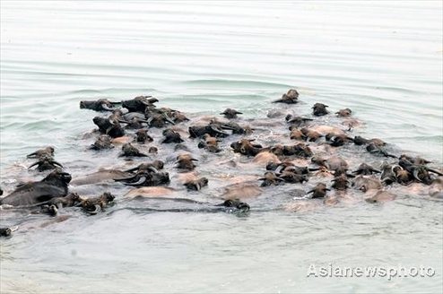 Buffalo Festival in SW China