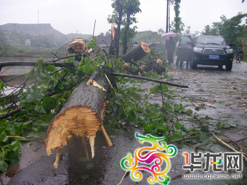 Strong gales, heavy rain hit Chongqing
