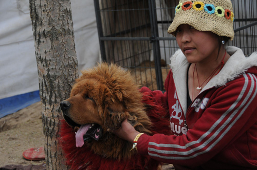 Tibetan mastiff industry hit hard in Yushu