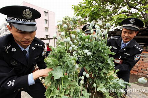 Illegal poppy plants seized in Henan