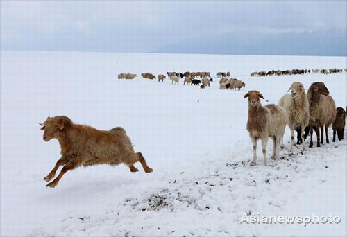 Early summer snowscape in Xinjiang