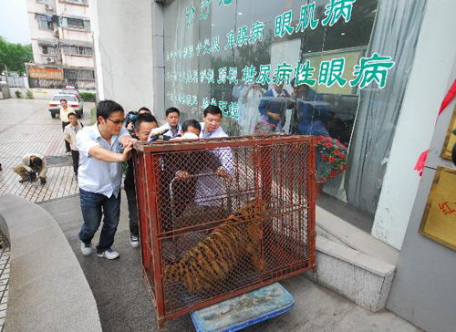 Baby tiger undergoes cataract operation in Nanjing