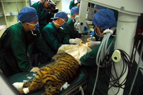 Baby tiger undergoes cataract operation in Nanjing