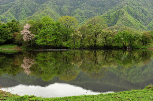 Shennongjia offers spring charm