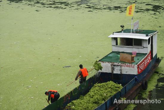 Duckweeds block a Yangtze River tributary