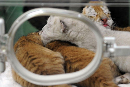 Rare tigers born in Guangzhou