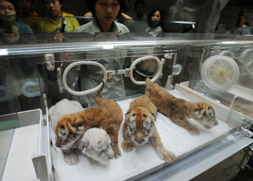 Rare tigers born in Guangzhou