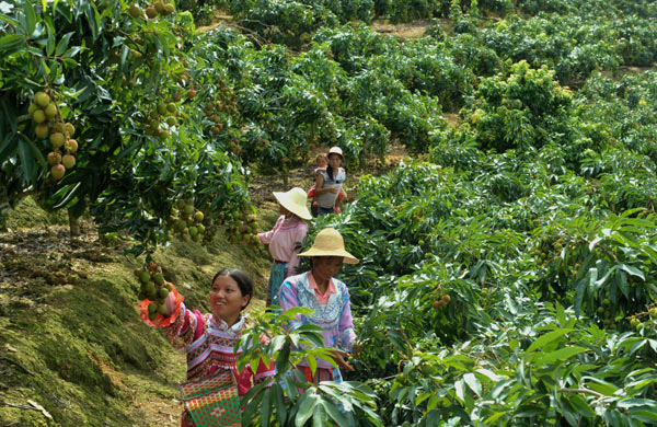 Lychee season comes to China