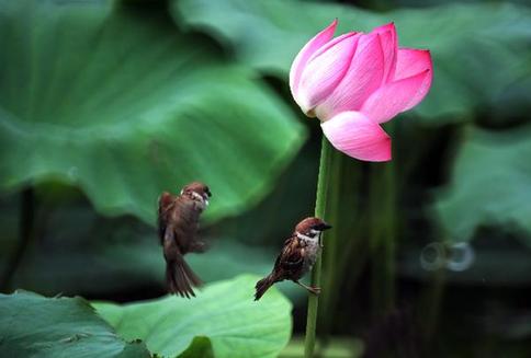 Beautiful lotuses in Taipei botanical garden