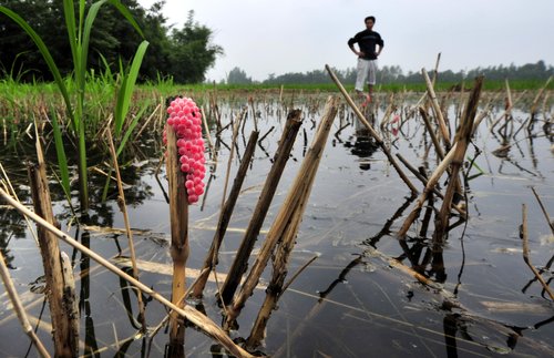 Rice farmers battle destructive field snails