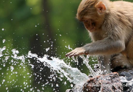 Zoo monkeys cool down with water