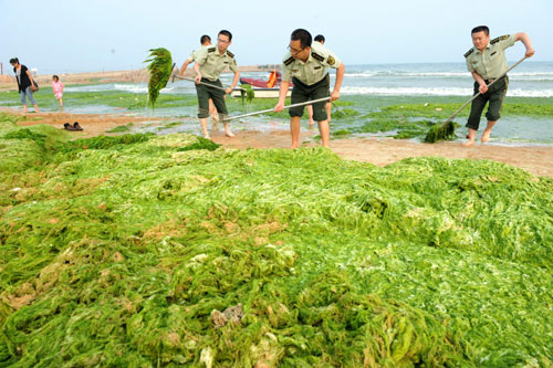 Fighting algae in E China coastal city