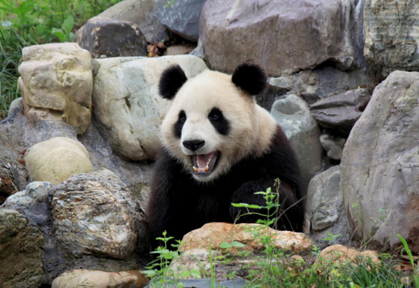 Giant panda cools off from hot weather