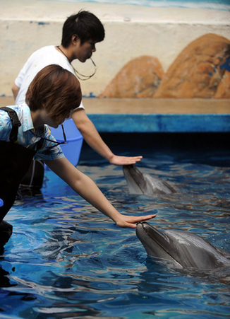 Dolphins trained to interact with autistic children