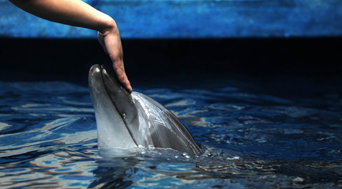 Dolphins trained to interact with autistic children