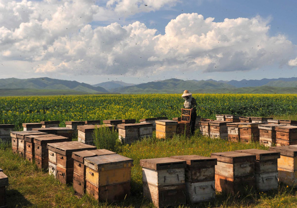 Farmers busy as bees collecting nectar