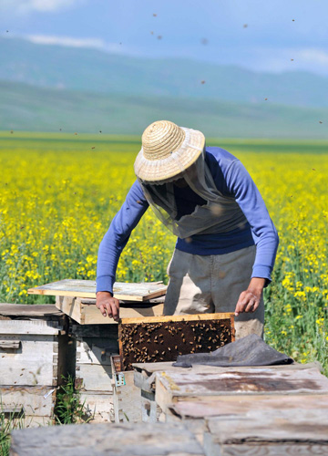 Farmers busy as bees collecting nectar