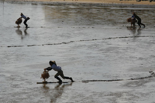 Anglers show off mudfishing skills in Guangdong