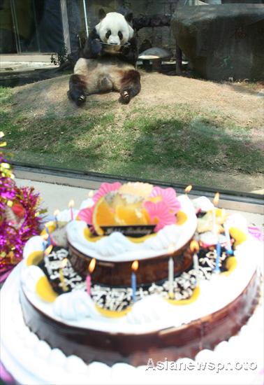 Giant panda celebrates 30