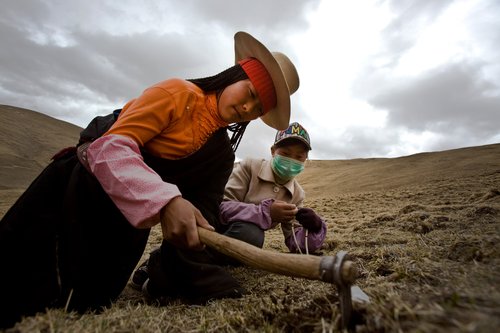 Tibetans searching for medicinal fungus