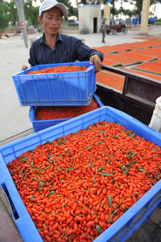 'Home of goji berries' awash in red