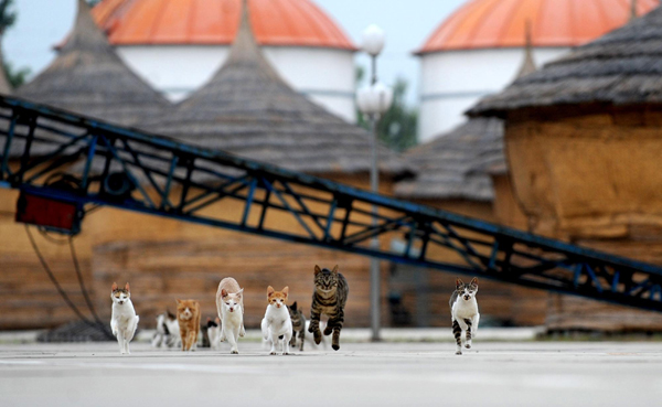 'Feline captain' and his 100 cats