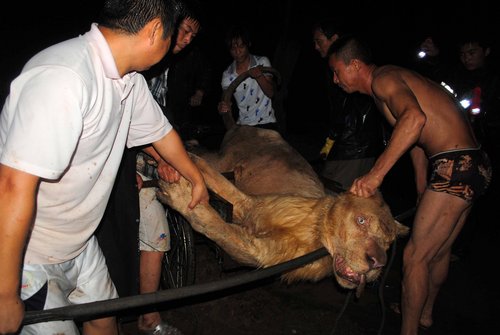 Zoo lion relocated before the flood