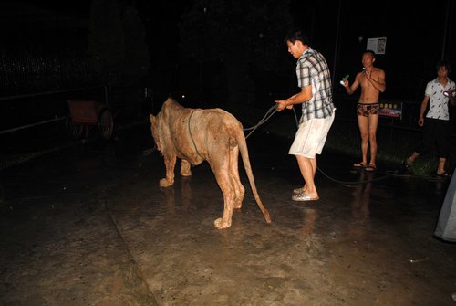 Zoo lion relocated before the flood