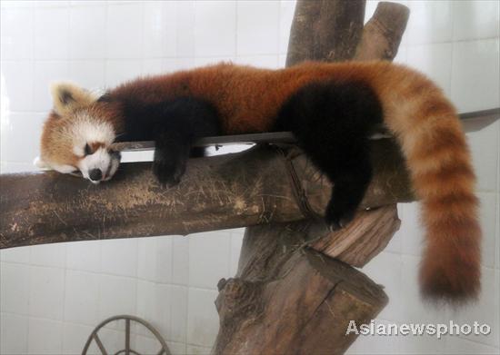 Zoo animals savor ice-cold treats