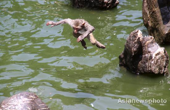 Zoo animals savor ice-cold treats