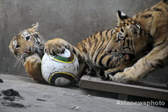 Zoo animals savor ice-cold treats