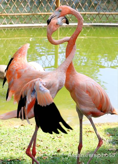 Flamingos in love