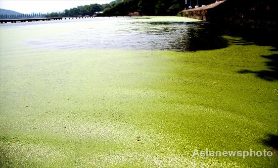 Massive duckweeds on Wuhan’s East Lake