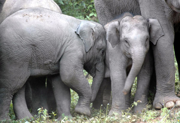 Wild elephants cross the road