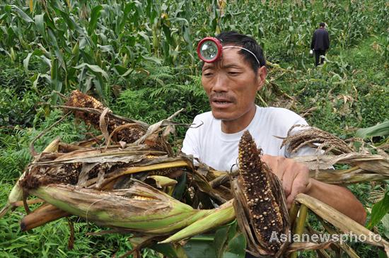 Villagers protect crops from wild boars