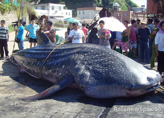 Whale shark strangled by fishing net