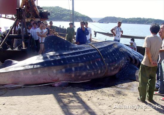 Whale shark strangled by fishing net